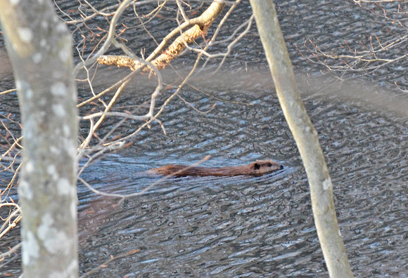Beaver, Millpond