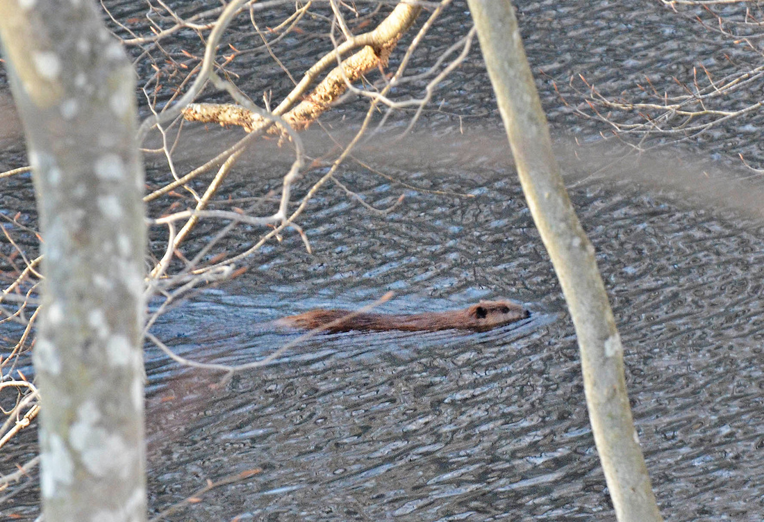 Beaver, Millpond