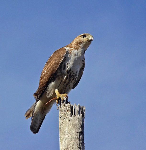 Zenfolio | Bruce Fellman | Young raptor