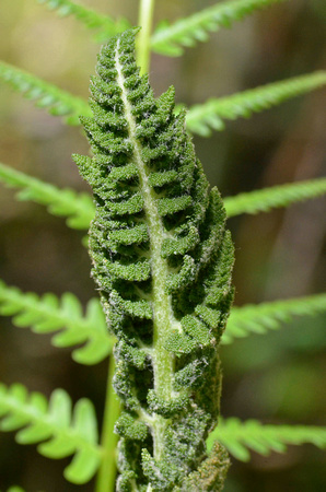 Cinnamon fern spore head