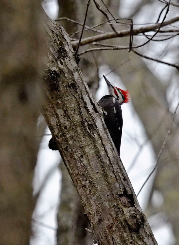 Pileated, home