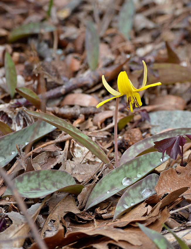 Trout lily, Assekonk