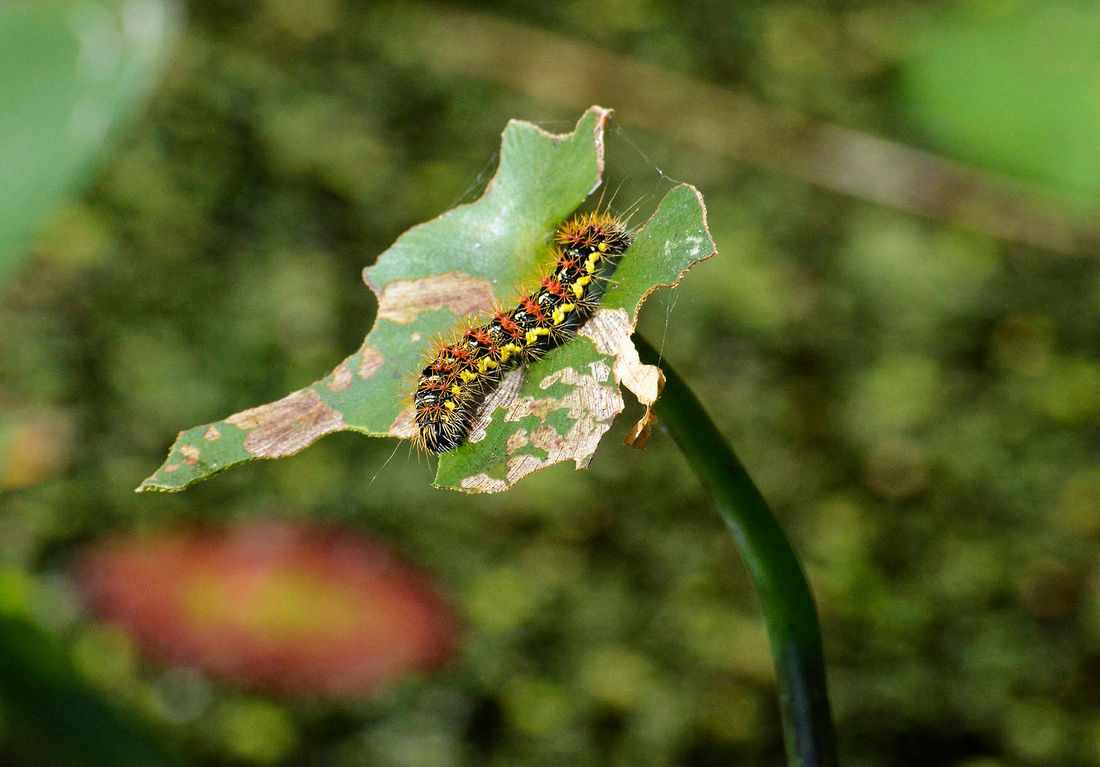 Smeared Dagger caterpillar