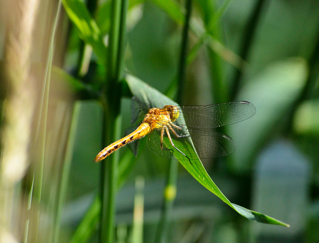 First meadowhawk