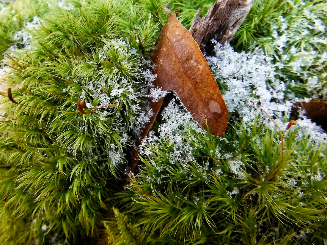 Snow on the moss