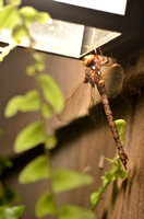 The first Fawn Darner