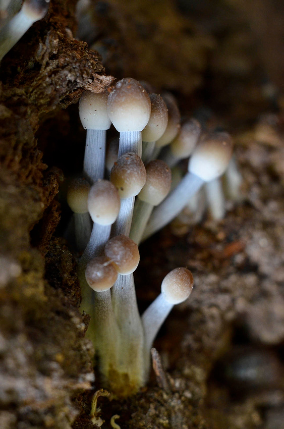 Mysterious tiny mushrooms