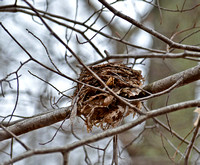 Mystery bird's nest
