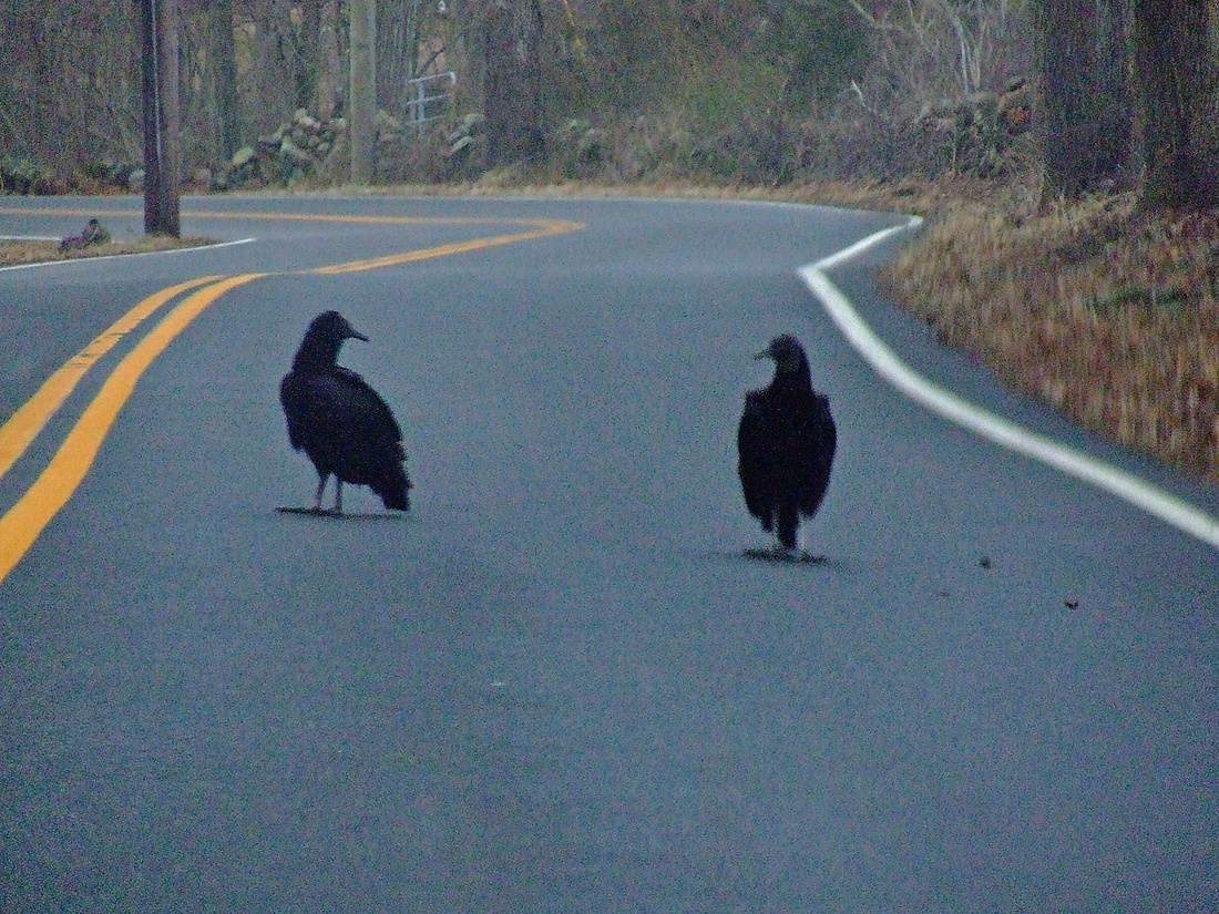 Two Black Vultures, 216