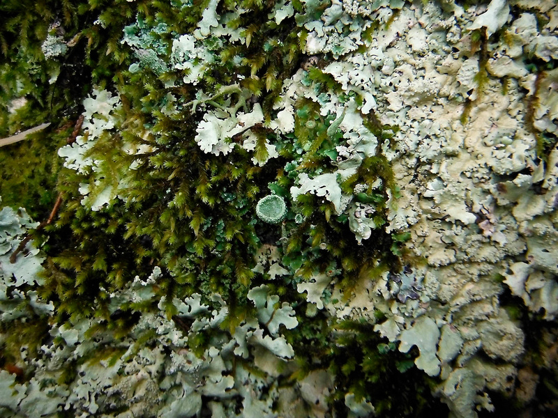 Ridge lichens