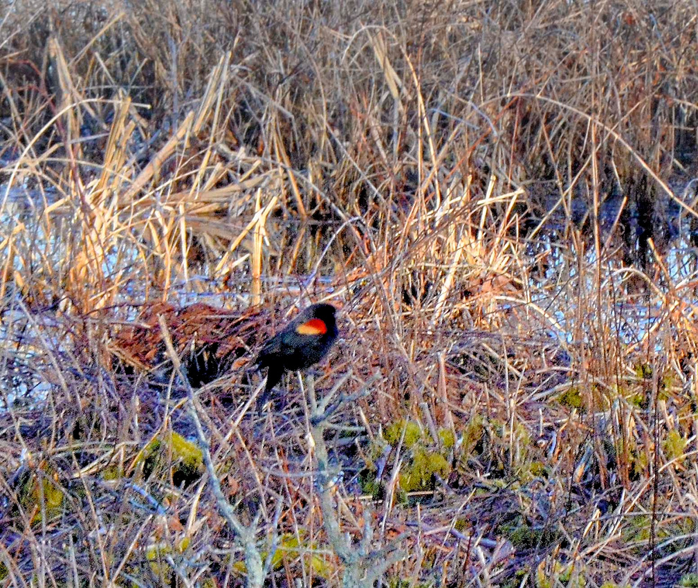 Red-winged Blackbird, Palmer's