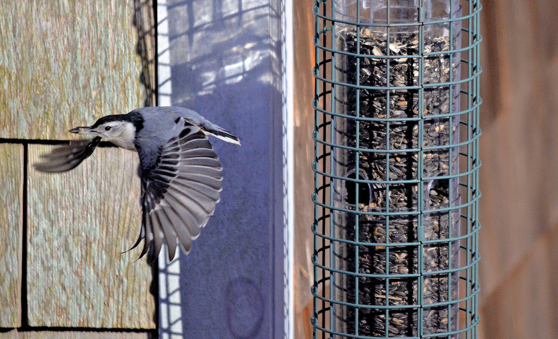 White-breasted Nuthatch, Home