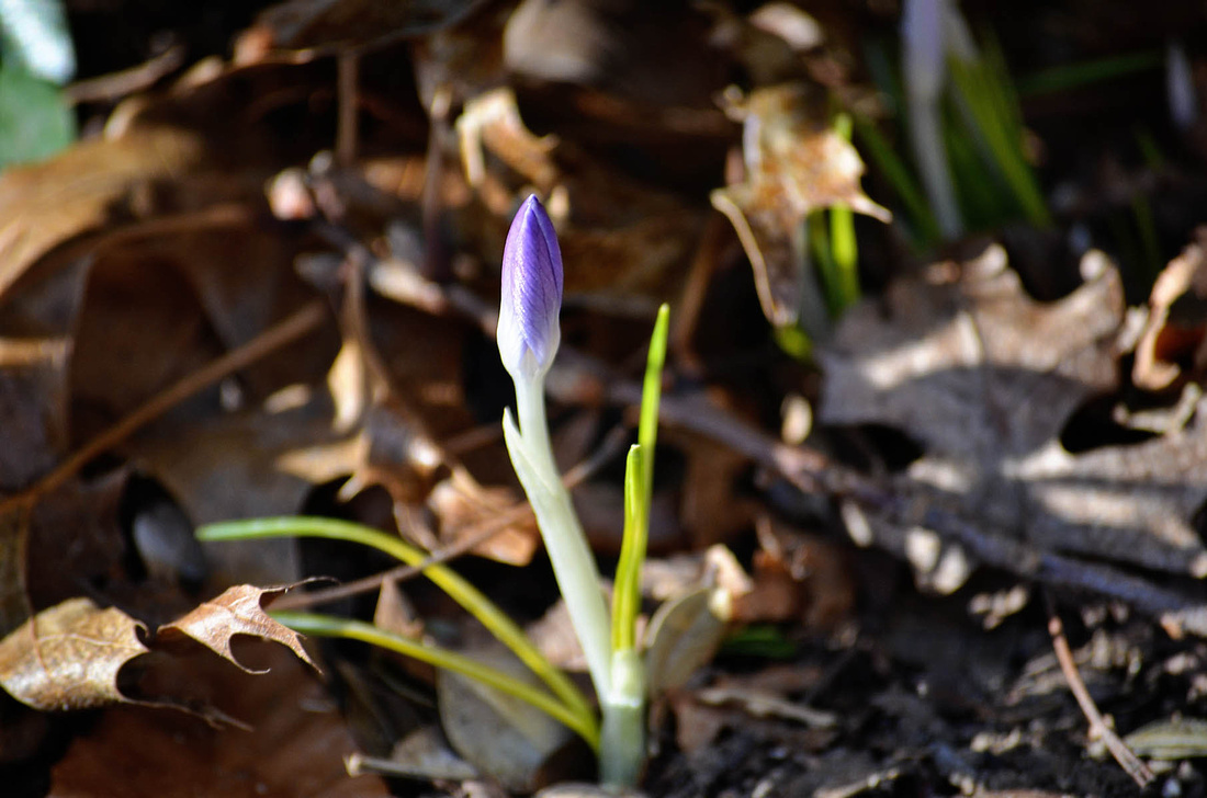 Ambitious early crocus