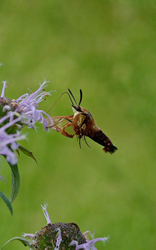 Snowberry Clearwing, PNP