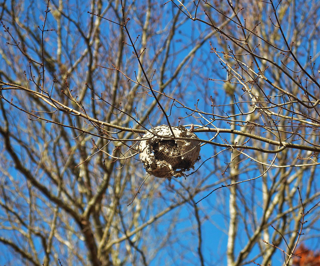 Revealed White-faced nest