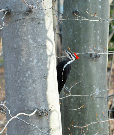 Pileated visits the suet