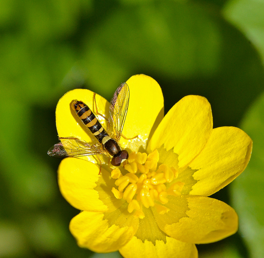 Globetail syrphid