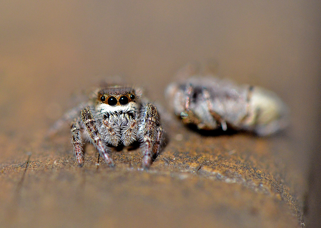 Mystery jumping spider