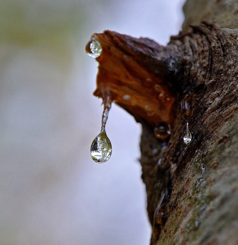 Pine sap droplet