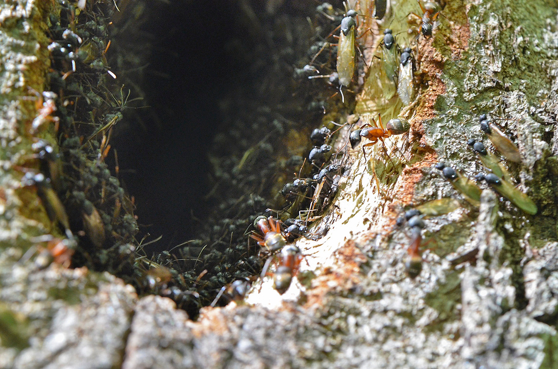 Carpenter ants Pileated hole