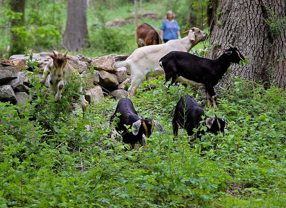 Wayne's goats Pinewoods