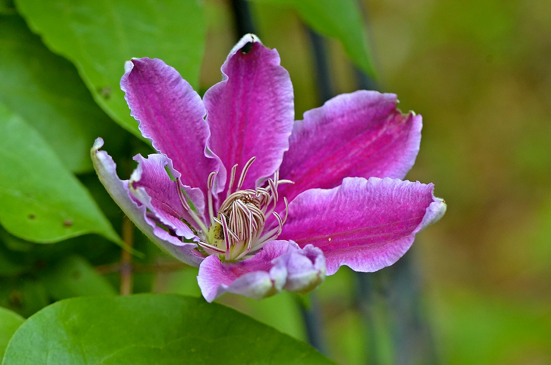 Mom's clematis