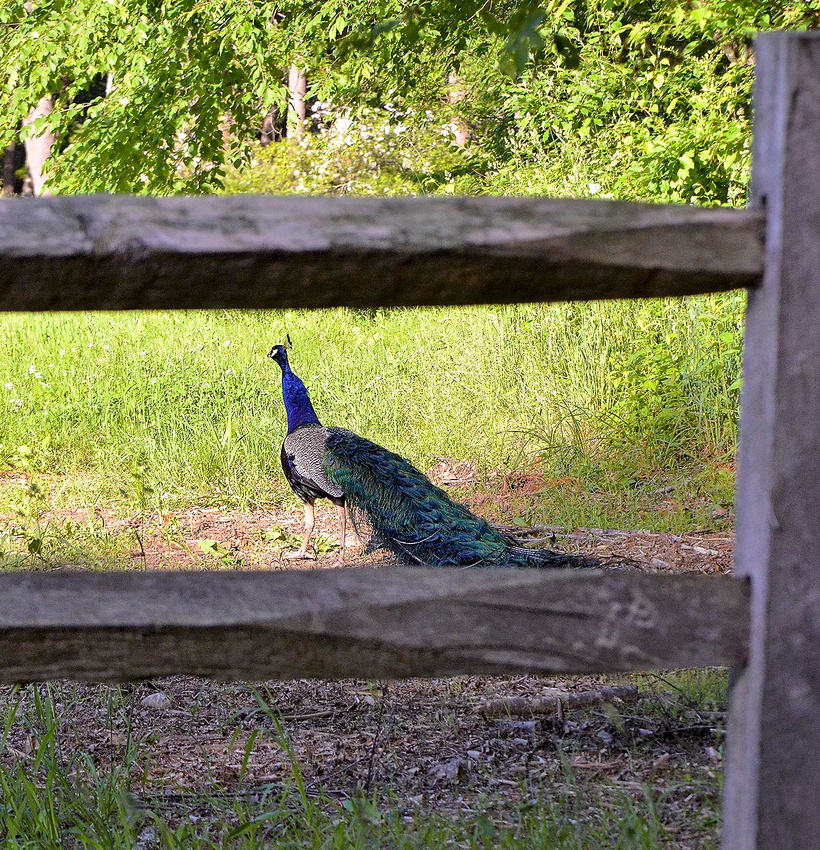 Mr. P Peacock, Cote Preserve
