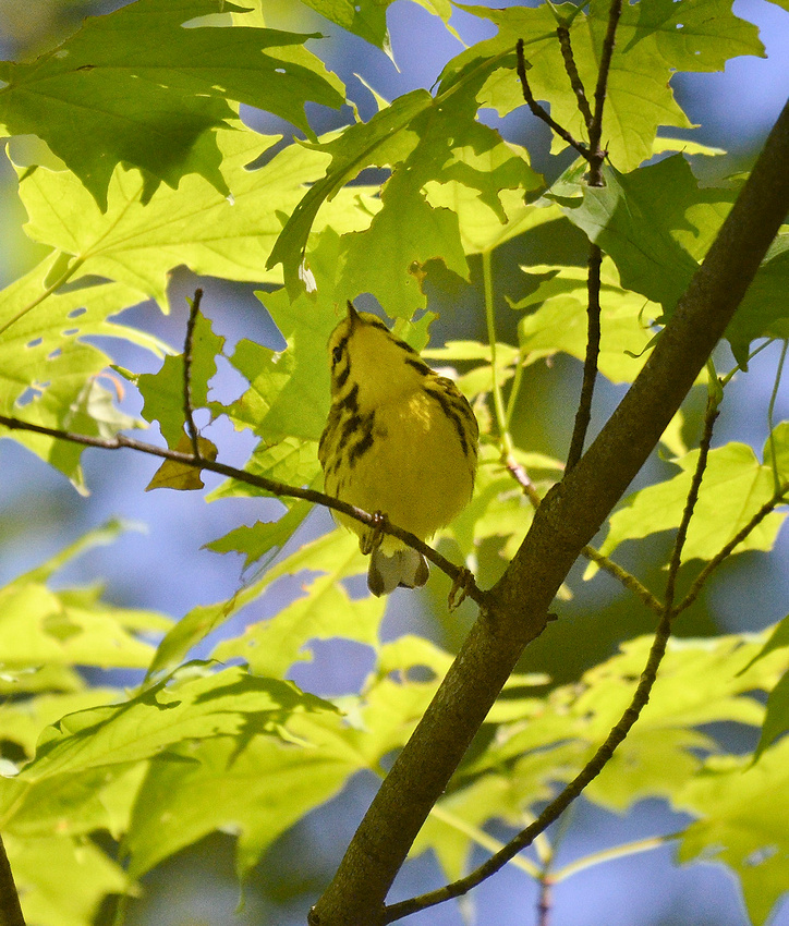 Prairie Warbler Bell Cedar