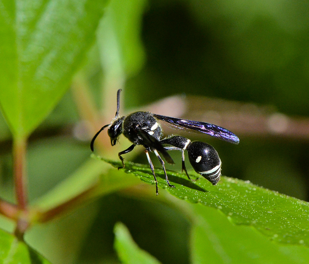 Potter Wasp, home