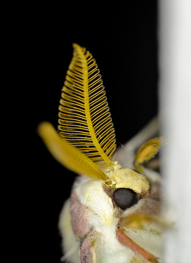 Luna Moth, male, antennae, home