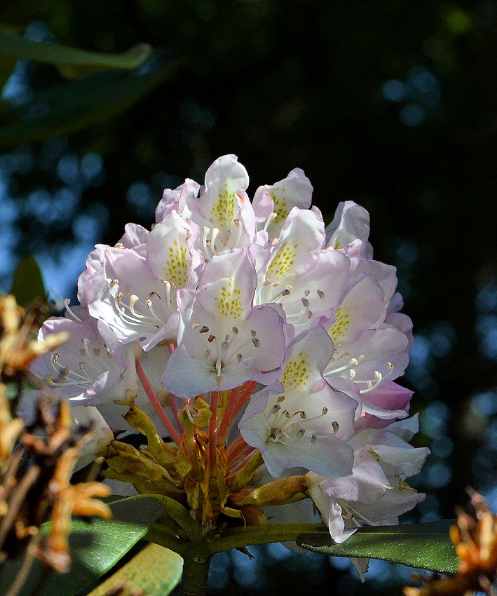 Wild rhododendrons, near RI Harvesting