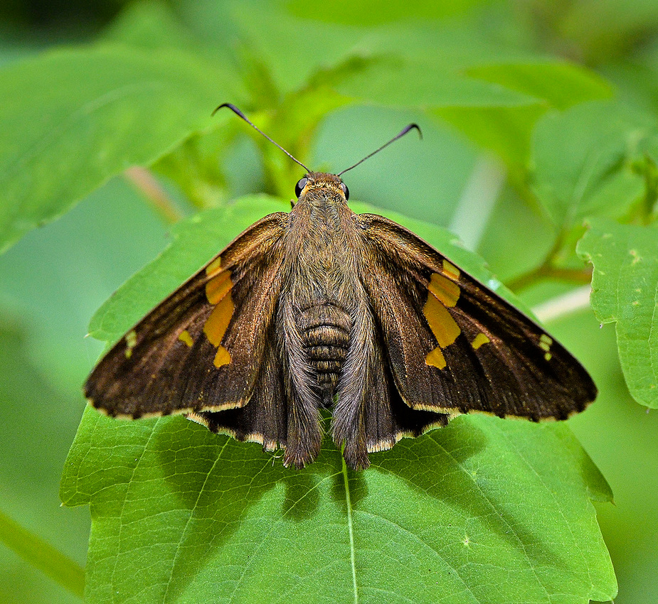 Silver-spotted Skipper, Home