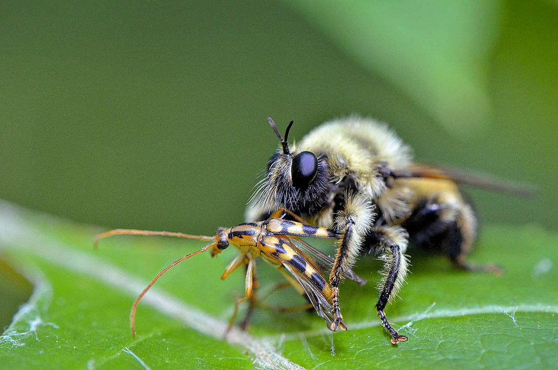 Laphria robber fly and prey