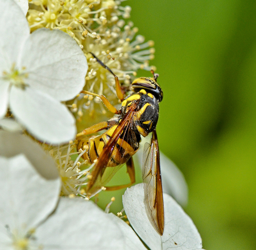 Spilomyia alcimus, Hornet Fly