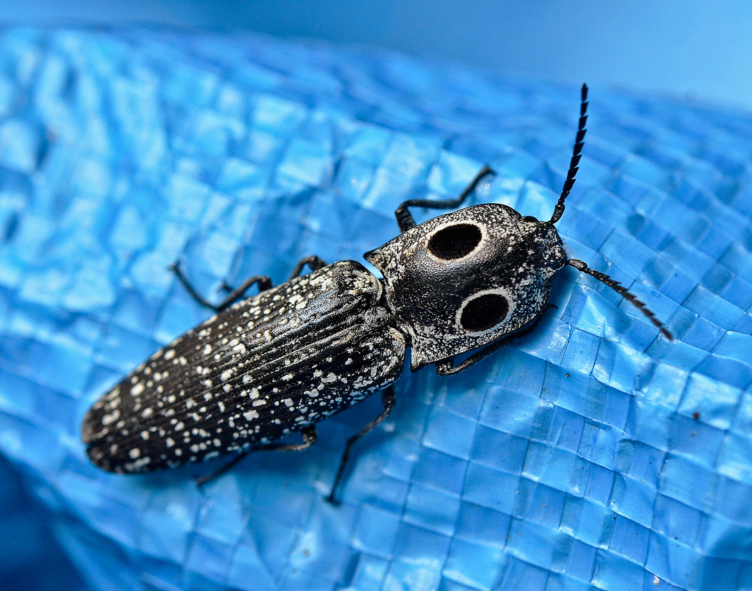 Eyed Click Beetle, Home
