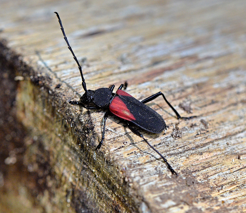 Red and Black Long-horned Beetle, Home