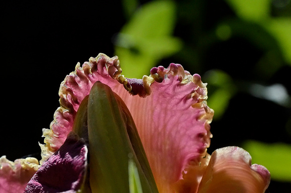 Bettylen Daylily, home