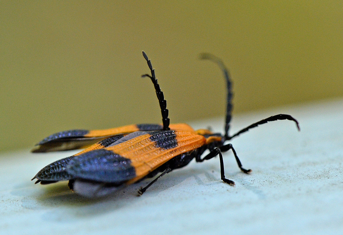 Twin Net-winged Beetle