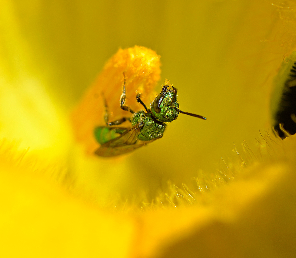 Agapostemon bee on squash flower
