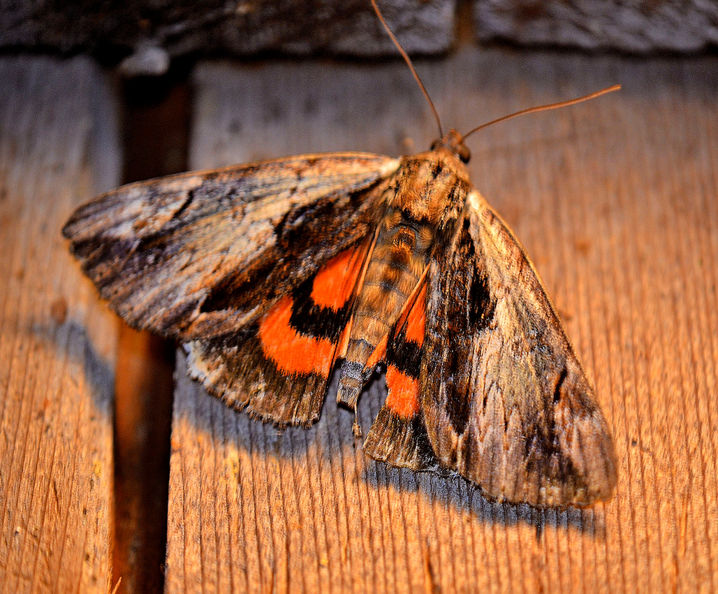 Ultronia Underwing moth