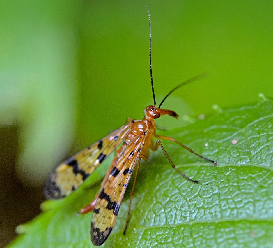 Scorpionfly, home