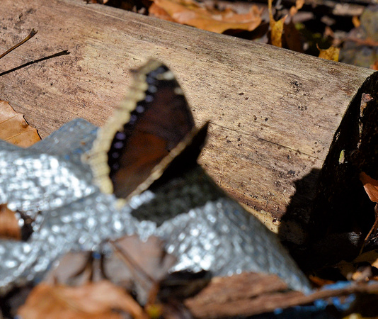 Mourning Cloak, home wood pile