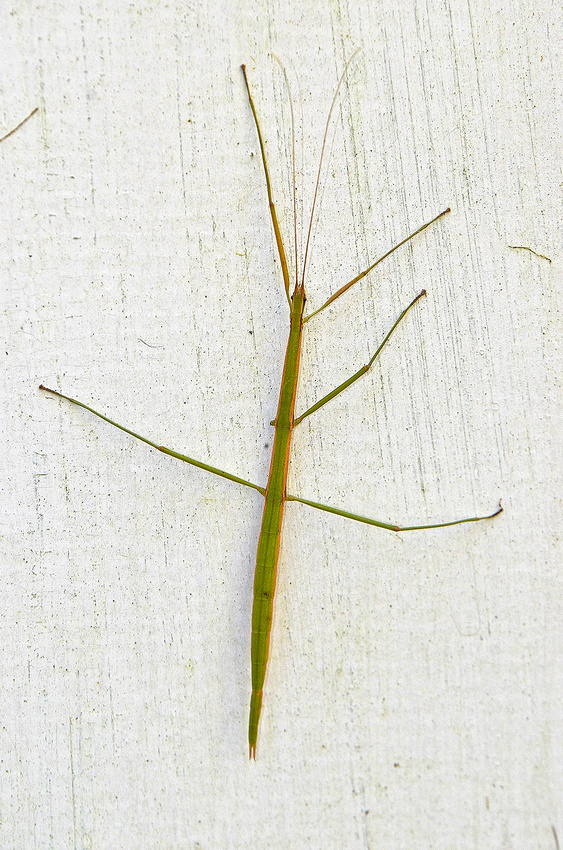Five-legged Walkingstick, home