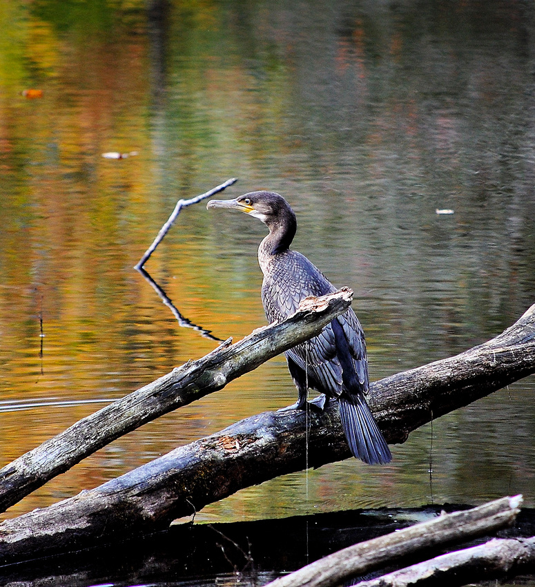 Double-crested Cormorant, mill