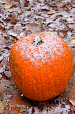 Snow on the pumpkin, home