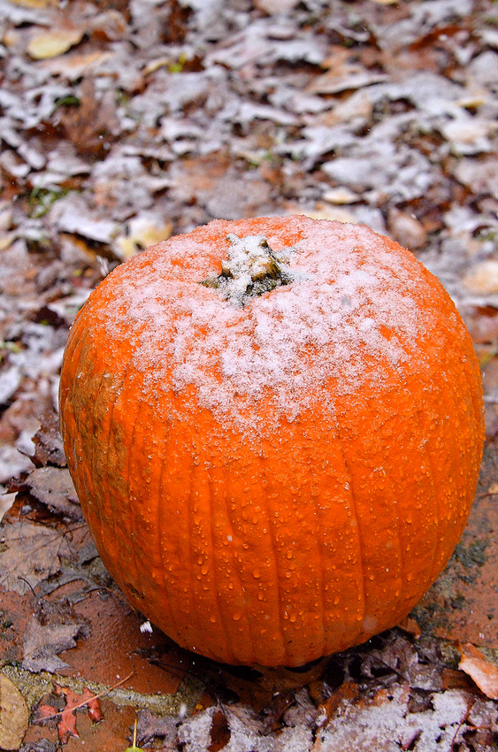 Snow on the pumpkin, home