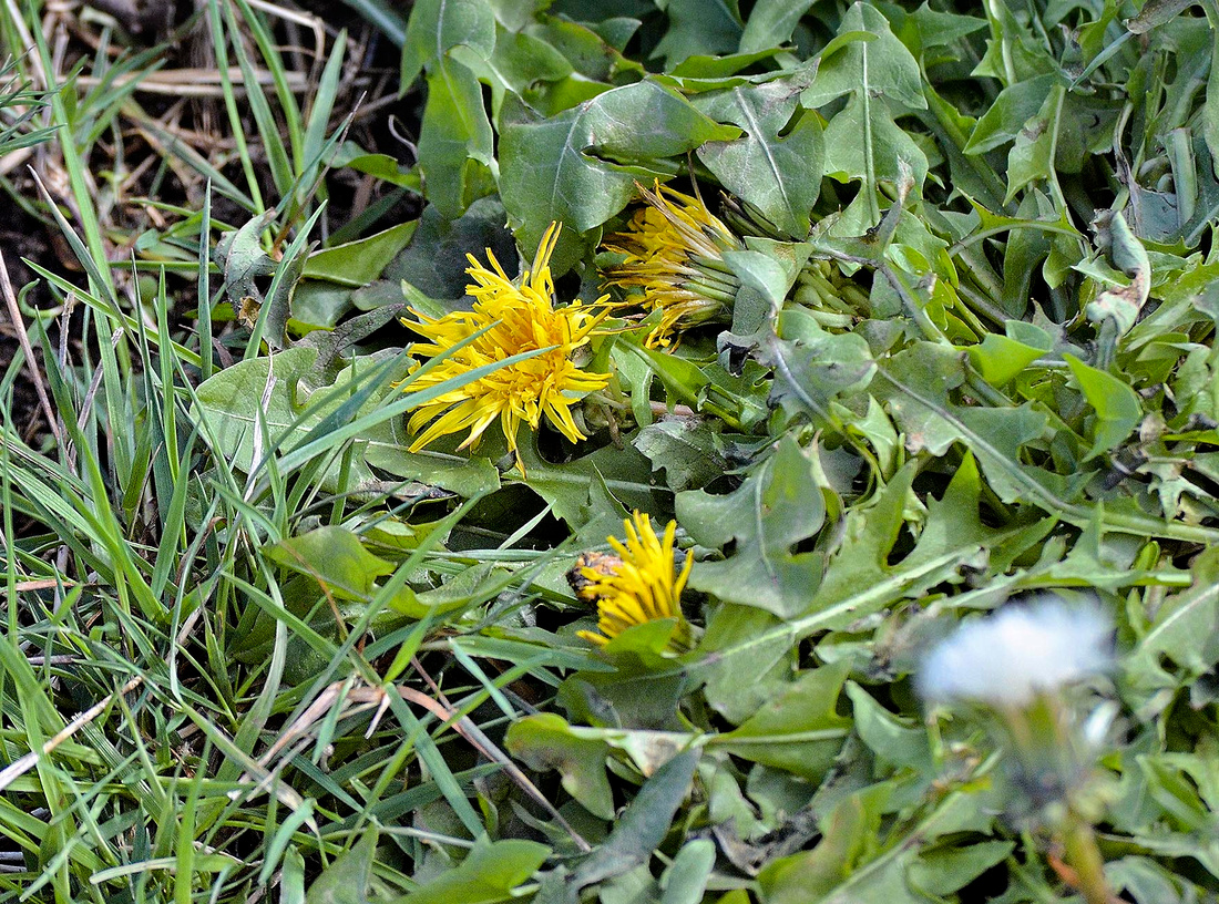 Dandelion flower, Wheeler High track