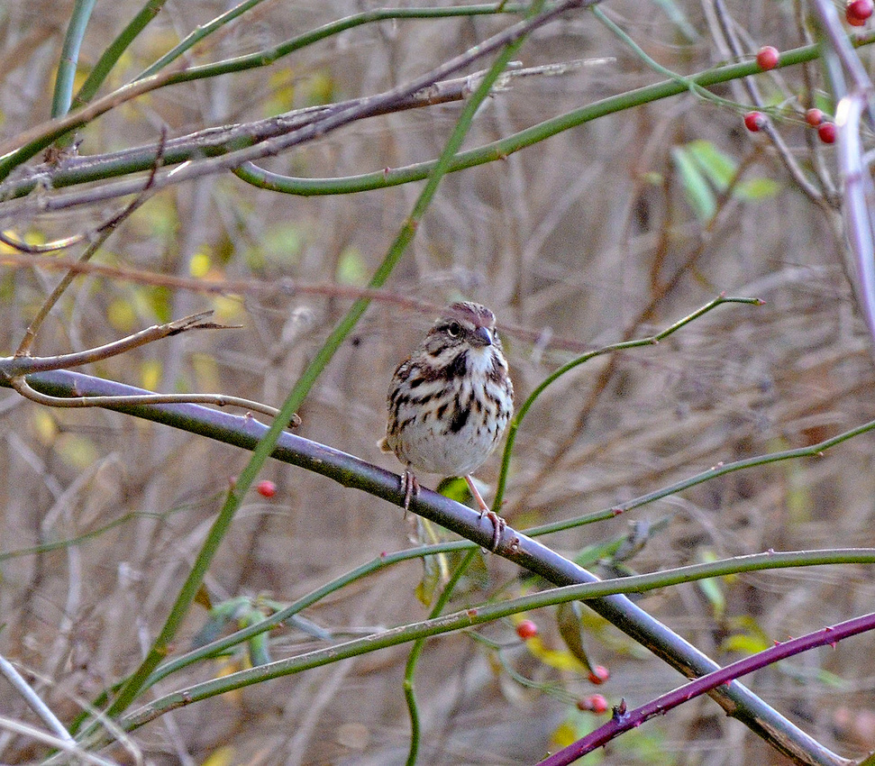 Song sparrow, Assekonk
