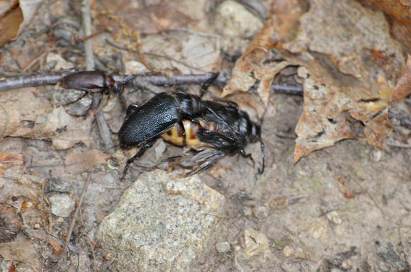 Beetle menage