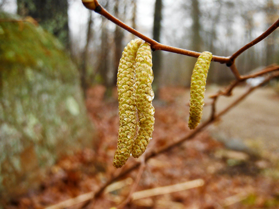 Early catkins